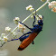 Tarantula Hawk