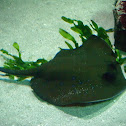 Bluespotted stringray