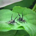 jumping spider