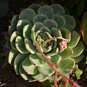 Echeveria colorata?