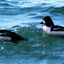 barrow's goldeneye