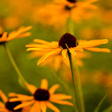 Black Eyed Susan