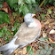 Common wood pigeon