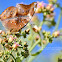 Autumn Leaf
