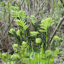 Interrupted Fern