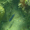 Yellowtail Damselfish  