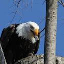 Bald Eagle