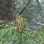 Princess Pine or Ground Pine