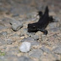 Northern Crested Newt