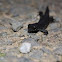 Northern Crested Newt