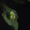 Hyalinobatrachium talamancae
