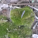 Moss