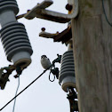 Loggerhead Shrike