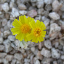 Wallace's Woolly Daisy