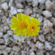 Wallace's Woolly Daisy