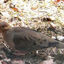 Mourning Dove