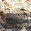Mourning Dove