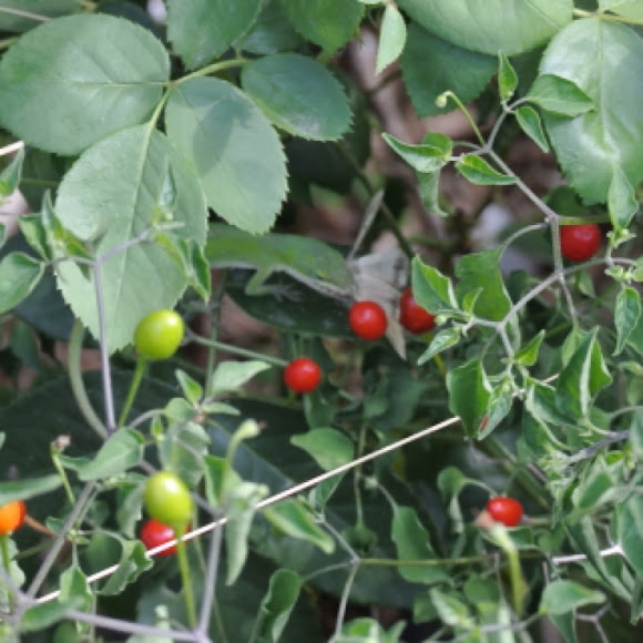 Spotting Image 1