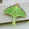 Luna Moth