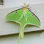 Luna Moth