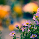 New England Aster