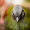 Crested Wood-partridge (female)