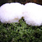 White Fuligo