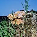Chicken of the Woods