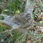 Western Tent Caterpillars