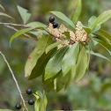 Carolina Cherry Laurel
