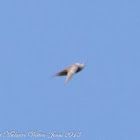 Pallid Swift; Vencejo Pálido