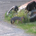 Gray Fox