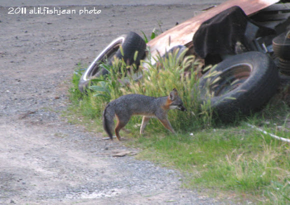 Spotting Image 1