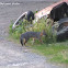 Gray Fox