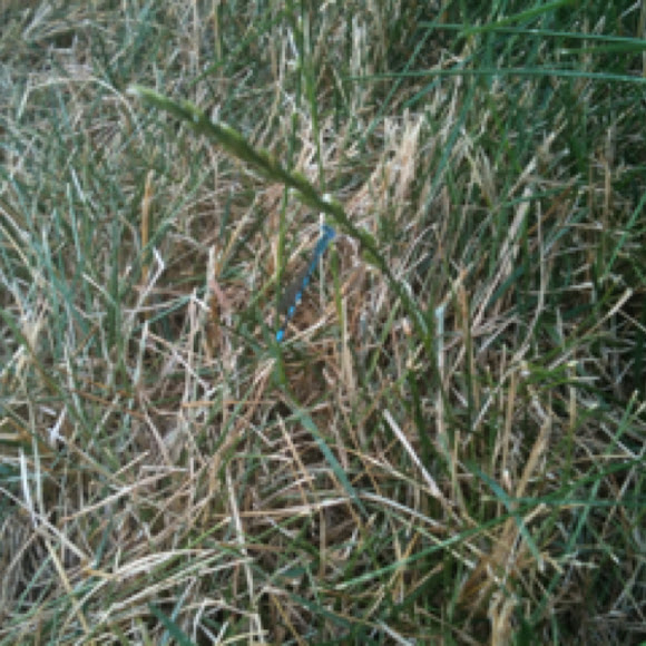 Spotting Image 1