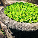 Sedum
