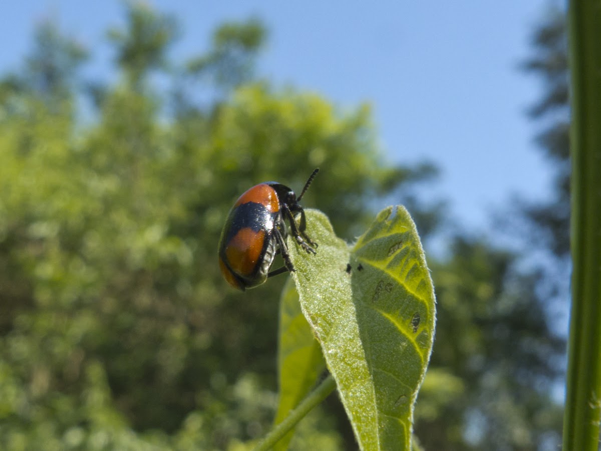 Case-bearing Leaf Beetle