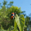 Case-bearing Leaf Beetle