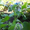 Borage