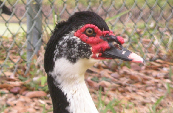 Spotting Image 1