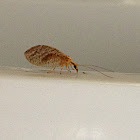 Brown lacewing