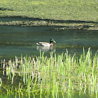 Mallard Duck
