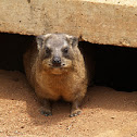 Rock Hyrax