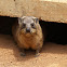 Rock Hyrax