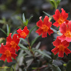 Red Monkeyflower