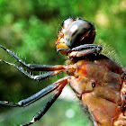 Pink Skimmer (male)