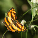 common jester