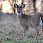 Whitetail Deer