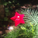 Cypress Vine