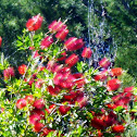 Bottle Brush